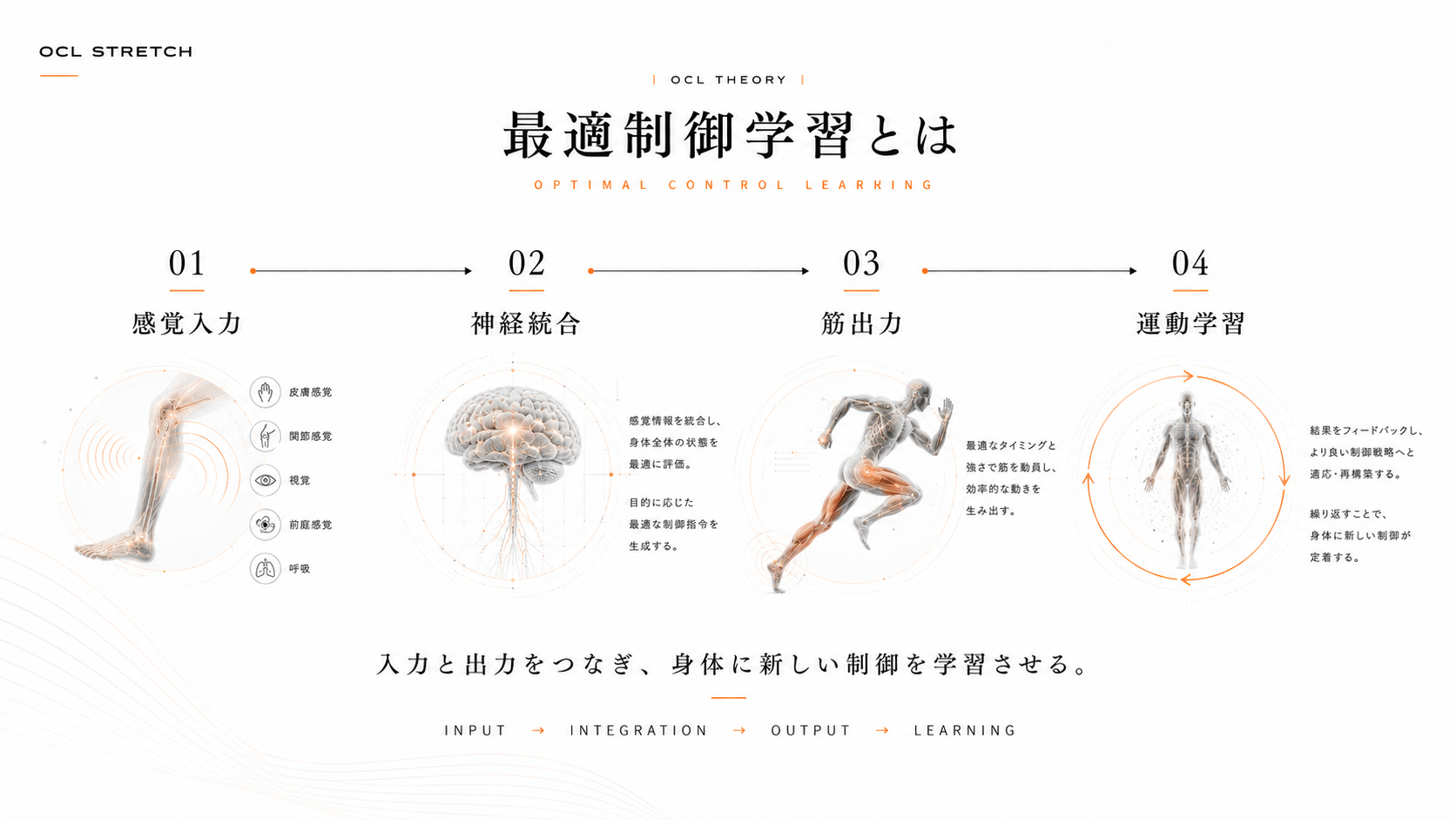 最適制御学習とは｜感覚入力・神経統合・筋出力・再学習の流れ