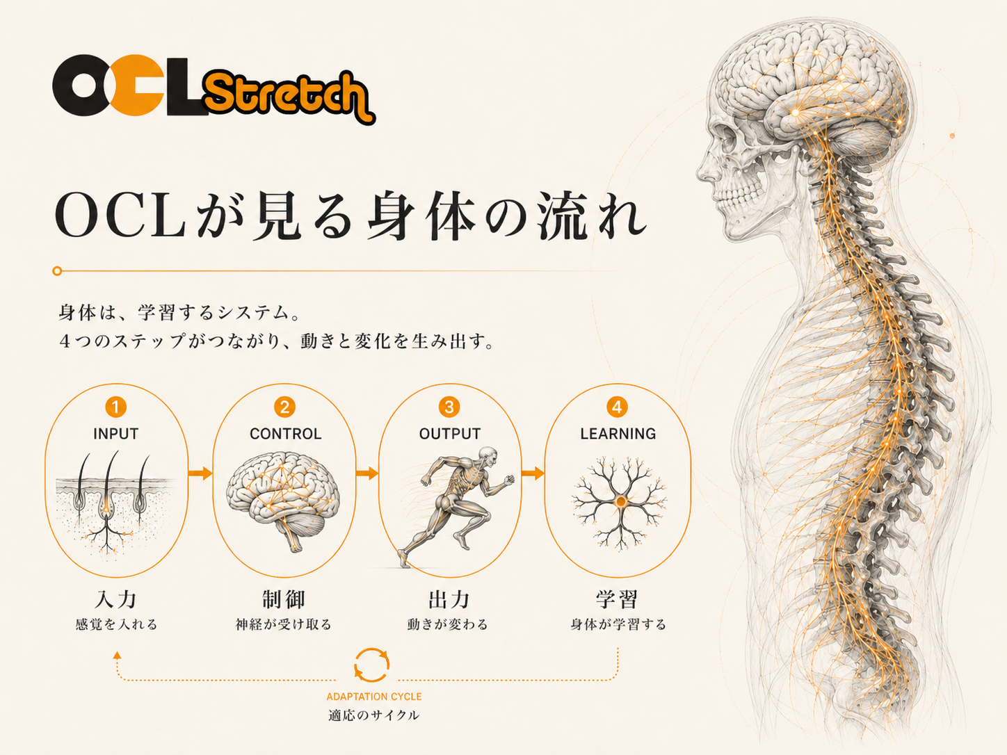 OCLが見る身体の流れ｜入力・制御・出力・学習